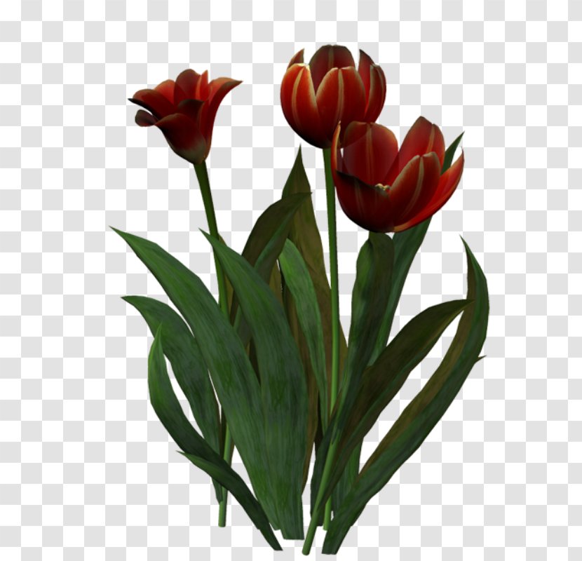 Tulip Cut Flowers Floristry Clip Art Transparent PNG