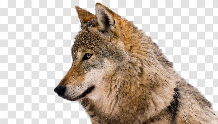 Clip Art Coyote Eurasian Wolf Stock Photography Arctic - Jackal - Lone Backgrounds Transparent PNG