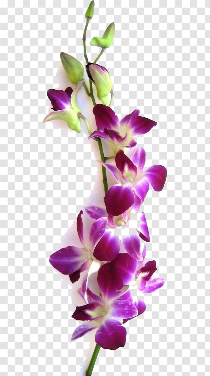 Dendrobium Orchids Flower Plant Stem Transparent PNG