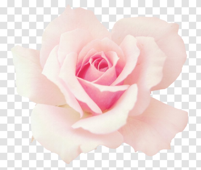 Rose Pink Flowers Desktop Wallpaper Image - Floribunda Transparent PNG