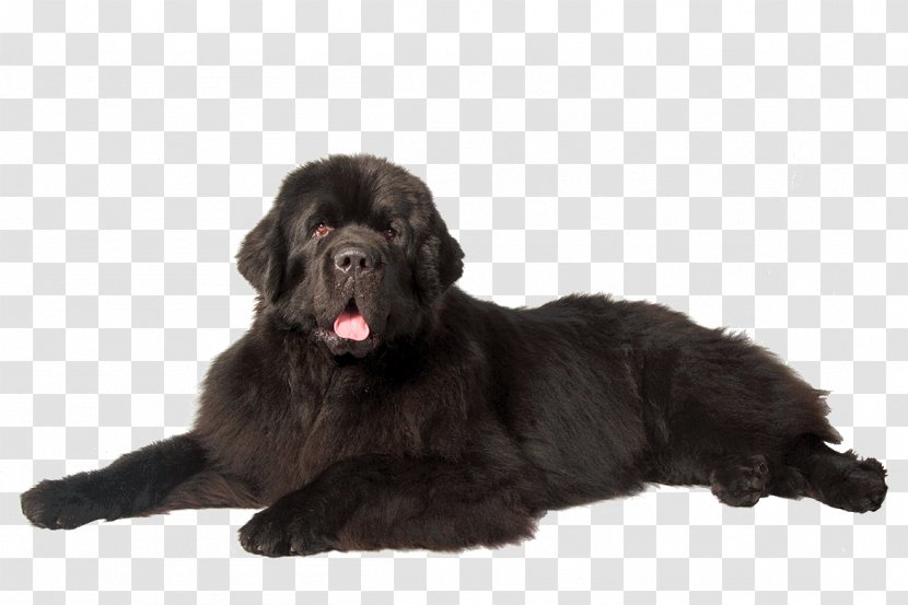 Newfoundland Dog Puppy Afghan Hound Great Dane Maltese - American Kennel Club - Dogs Transparent PNG