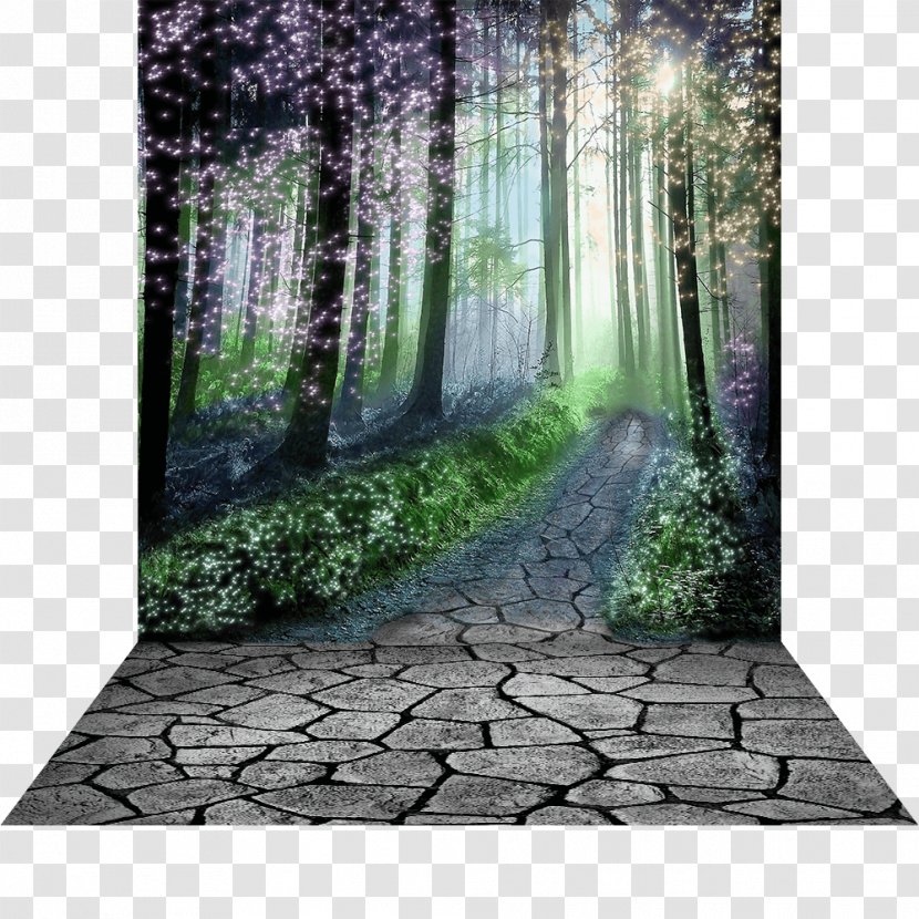 Enchanted Forest Photography Desktop Wallpaper - Forrest Transparent PNG