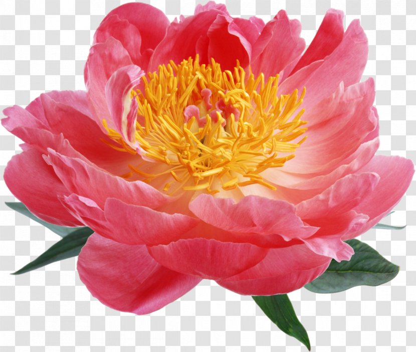 Peony Desktop Wallpaper Pink Flowers Clip Art Transparent PNG