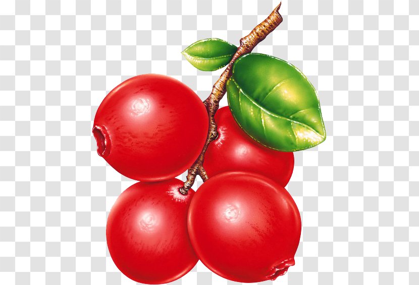 Clip Art - Nightshade Family - Red Blueberries Transparent PNG