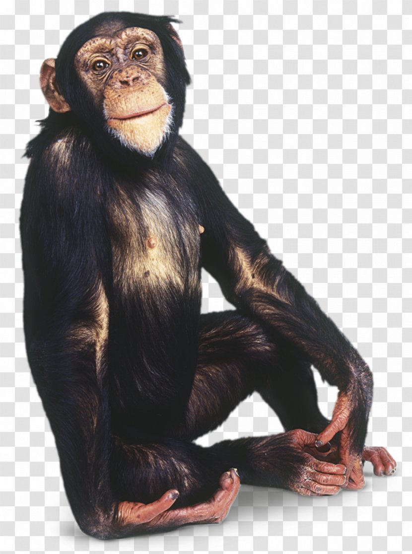 Gorilla Common Chimpanzee Primate Orangutan Gibbon Transparent PNG