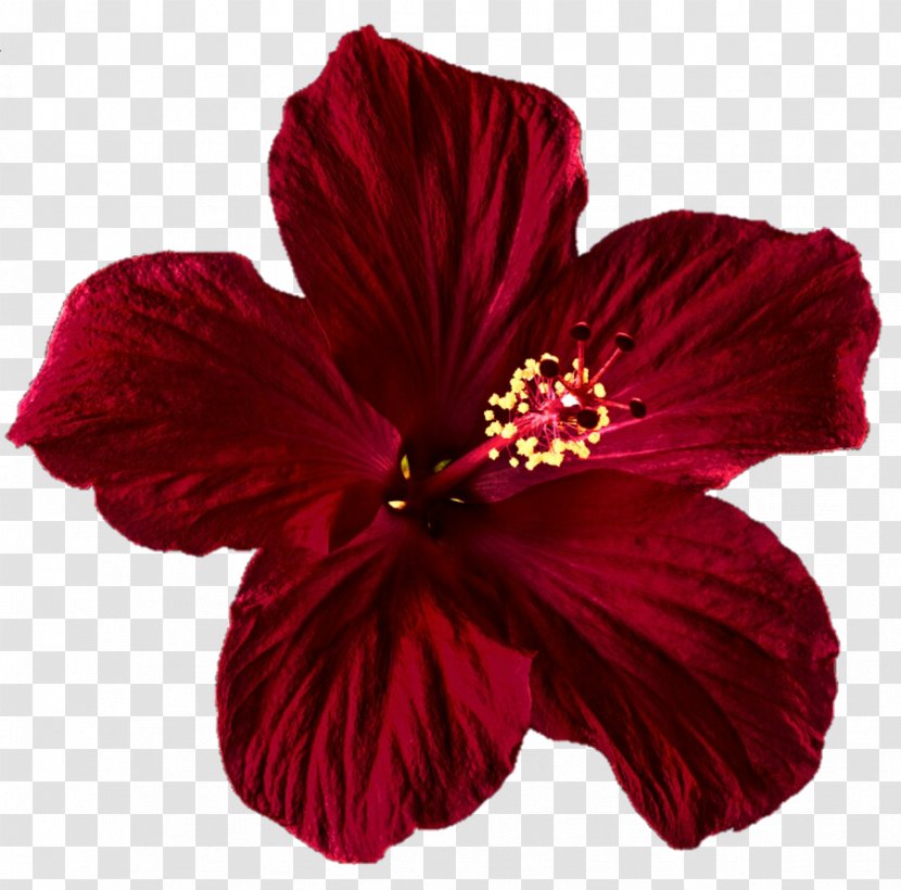 Shoeblackplant Flower Red Rose - Petal - MEXICAN FLOWERS Transparent PNG