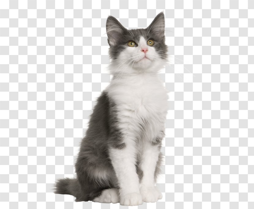 Norwegian Forest Cat Kitten Siberian Turkish Van Veterinarian - Gray Transparent PNG