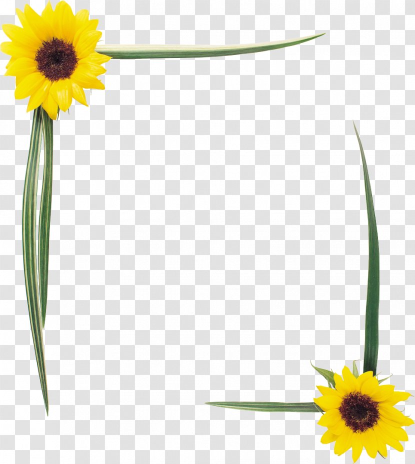 Common Sunflower Picture Frames Homo Sapiens Clip Art - Yellow - Conch Transparent PNG