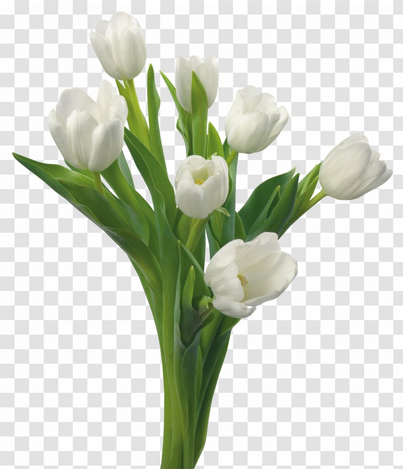 Tulip Flower Bouquet White Blue Rose - Floral Design Transparent PNG