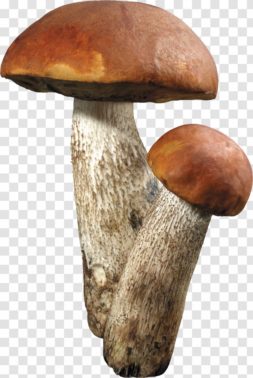 Aspen Mushroom Brown Cap Boletus Fungus - Gastronomy Transparent PNG
