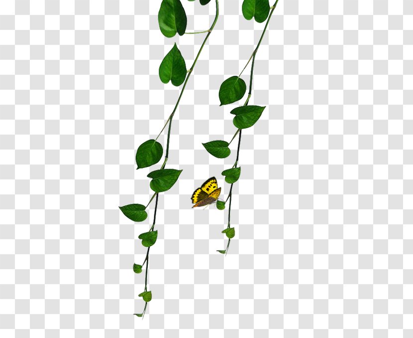 Green Plant - Leaf - Plants Transparent PNG