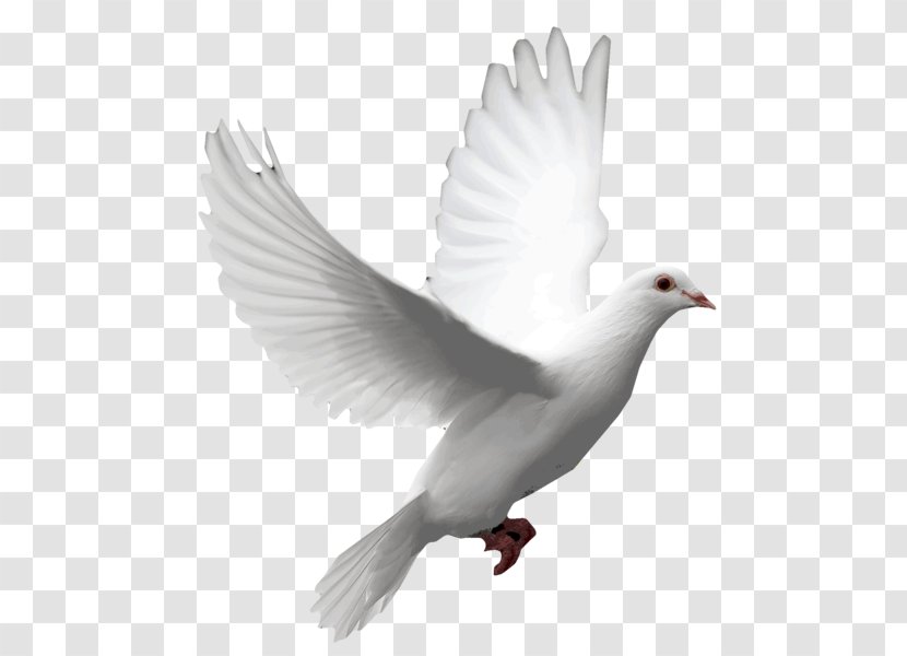 Pigeons And Doves Domestic Pigeon Bird Clip Art Release Dove - Tail Transparent PNG