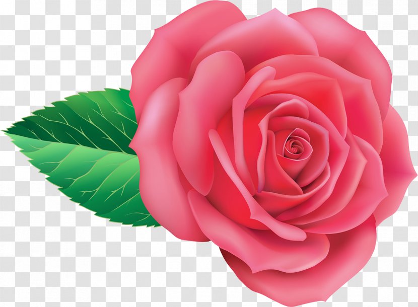 Garden Roses Centifolia Floribunda Japanese Camellia Cut Flowers - Rose - Pink Transparent PNG