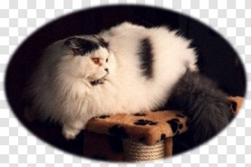Whiskers Norwegian Forest Cat Kitten Siberian Fur - Paw Transparent PNG