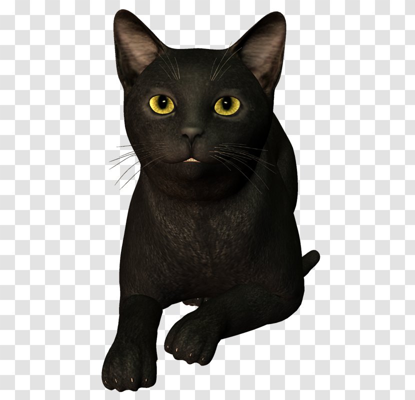 Bombay Cat Korat Chartreux Burmese European Shorthair - Quebec Transparent PNG