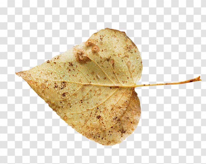 Tortilla Chip Painting Autumn Transparent PNG