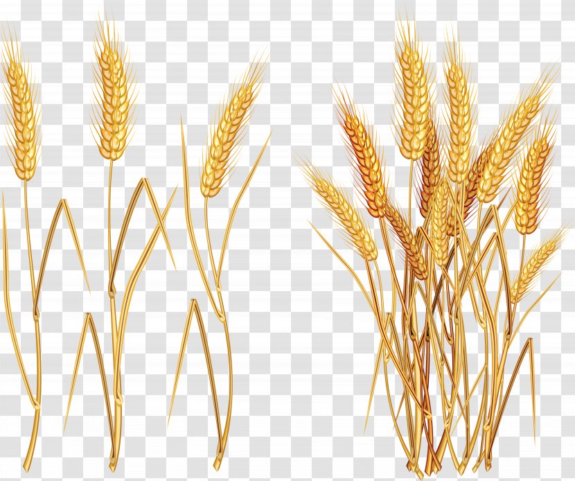 Wheat Euclidean Vector Clip Art - Grain Transparent PNG