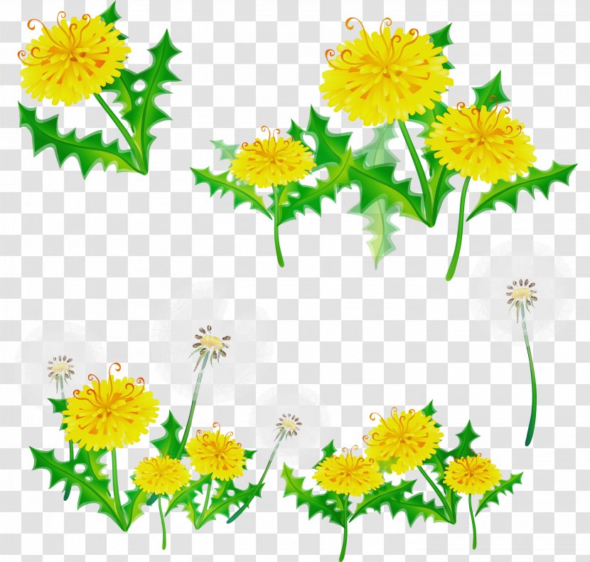 Drawing Of Family - Camomile - Herb Cut Flowers Transparent PNG
