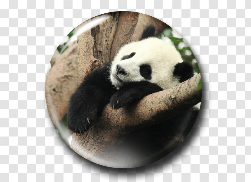 The Giant Panda Pandas Cute Yuan Zi Et Huan - Best Chinese Restaurant - SLEEP Transparent PNG