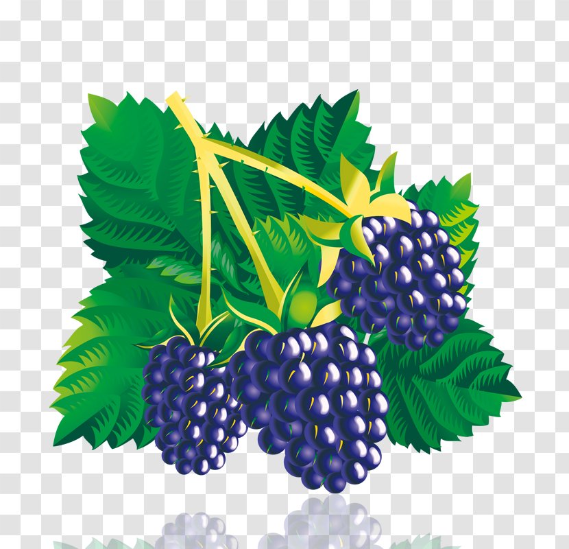 Mulberry - Blackberry - Grape Transparent PNG