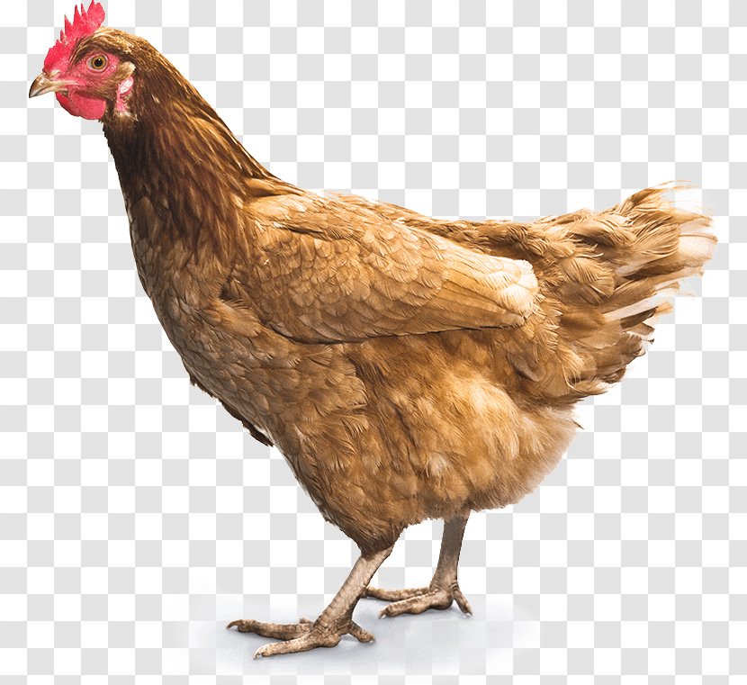 Fried Chicken Meat Food - Rooster - Image Transparent PNG