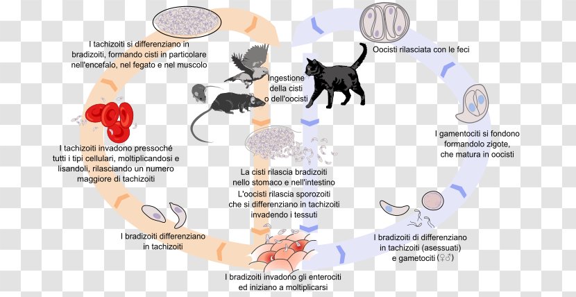 Felidae Toxoplasma Gondii Toxoplasmosis Biological Life Cycle Cat - Tree Transparent PNG