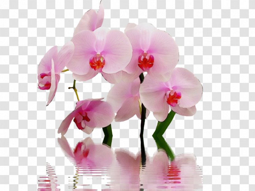 Flower Flowering Plant Moth Orchid Pink - Christmas Transparent PNG