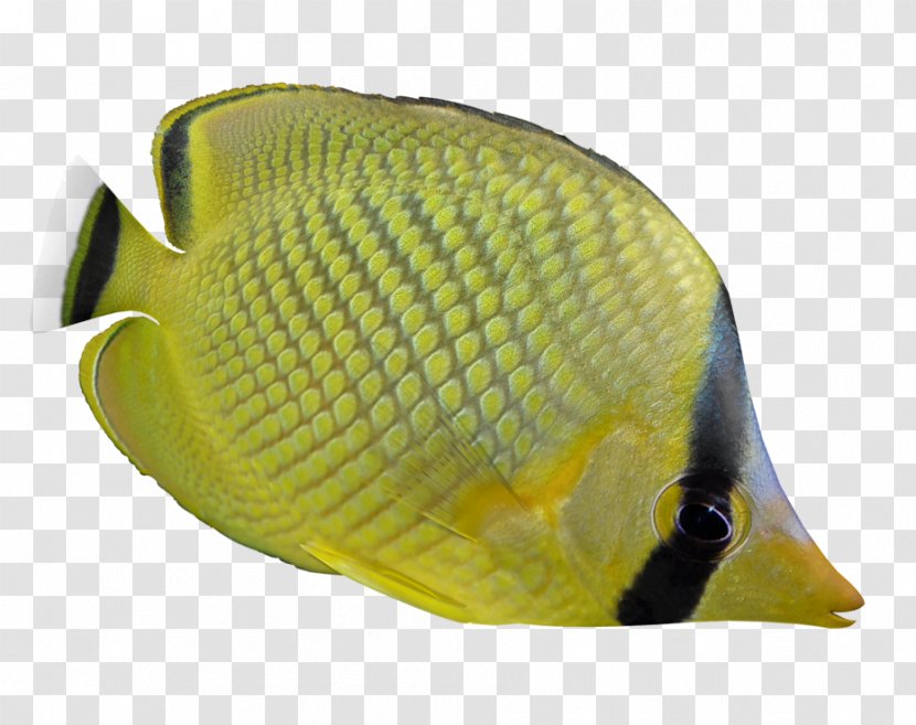 Personal Protective Equipment Fish - Yellow - Design Transparent PNG