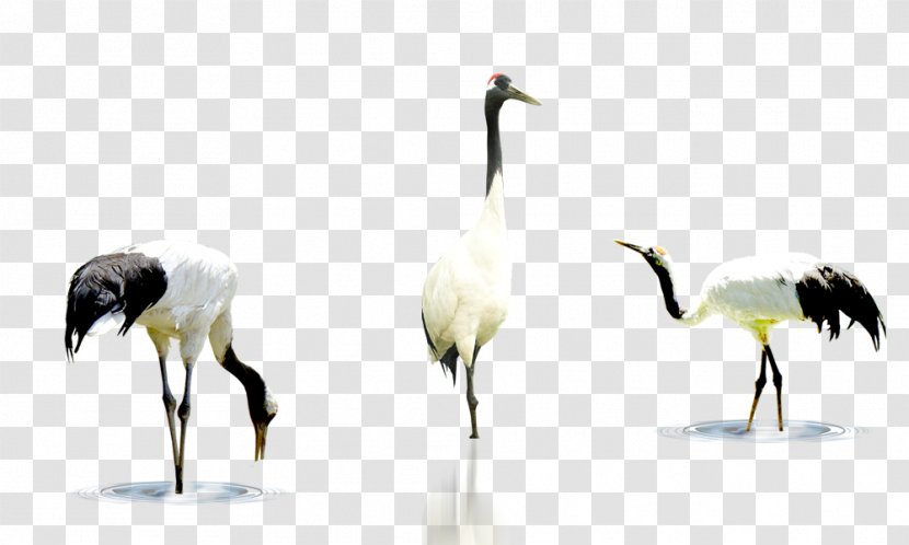 Crane Bird - Coupon Transparent PNG