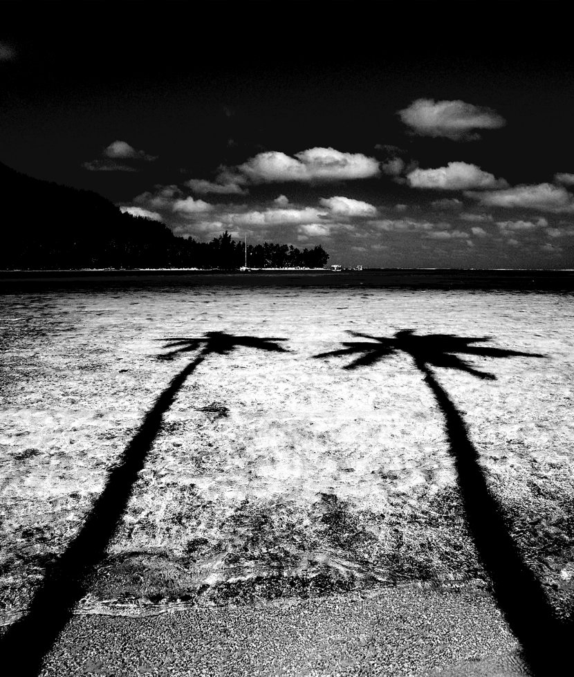 Black And White Coconut Photography - Shore - Tree Reflection Transparent PNG