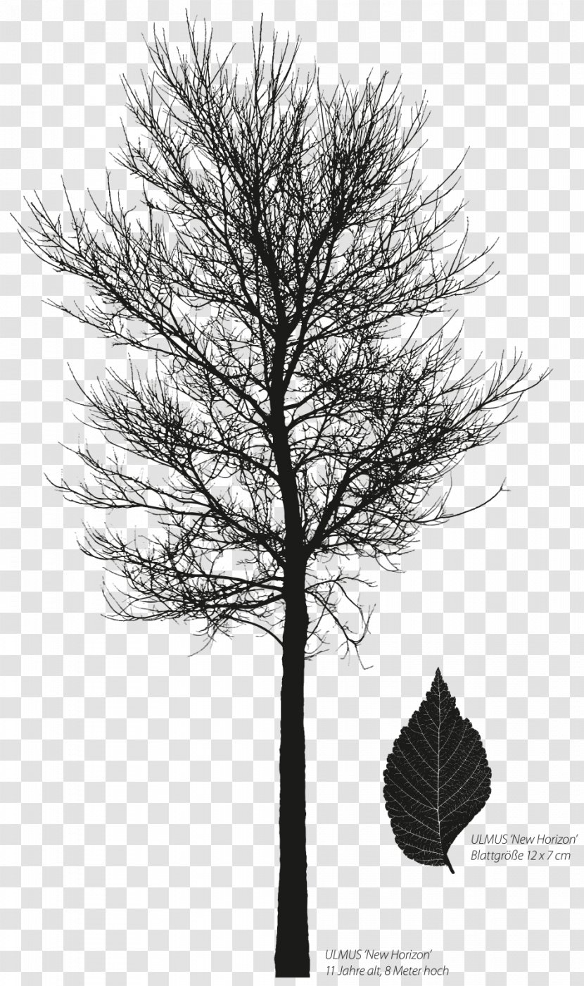 Larch Ulmus 'New Horizon' Pine Siberian Elm Davidiana Var. Japonica - Var Transparent PNG