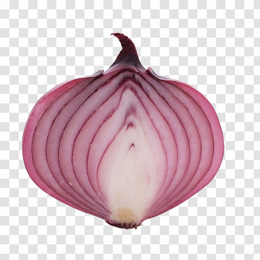 China Onion Vegetable Transparent PNG