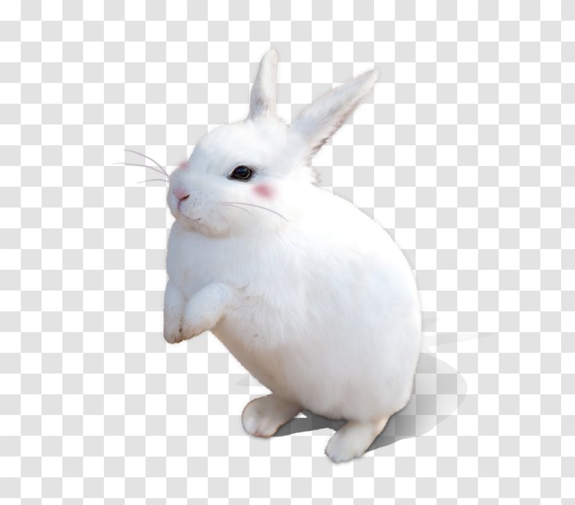 White Rabbit Transparent PNG