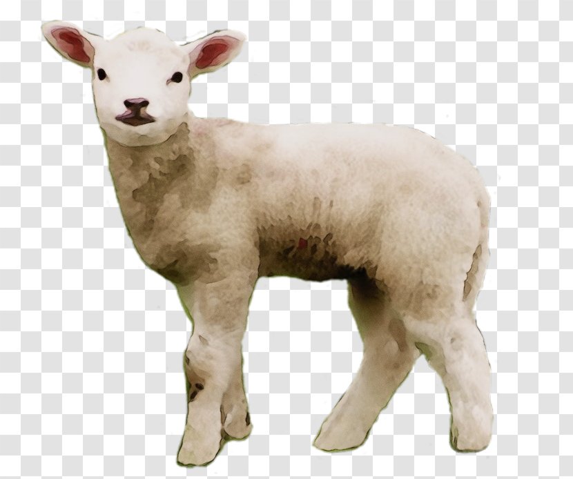 Portable Network Graphics Clip Art Sheep's Meat Image Merino - Sheep - Animal Figure Transparent PNG