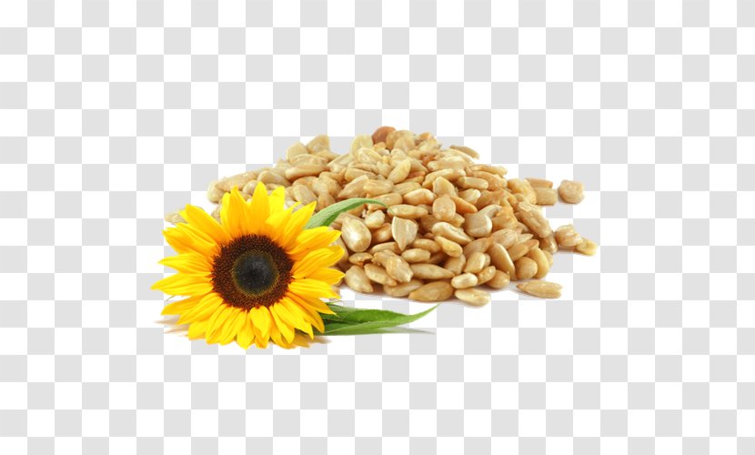 Sunflower Seed Common Bird Food Horse - Red Squirrel - 1.37 Transparent PNG