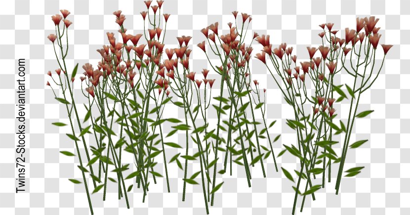 Wildflower Plant Stem Armeria Maritima - Subshrub - Flower Transparent PNG