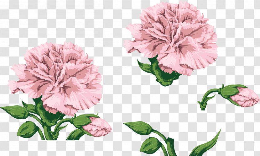 Carnation Flower Sweet William Clip Art - Plant - CARNATION Transparent PNG