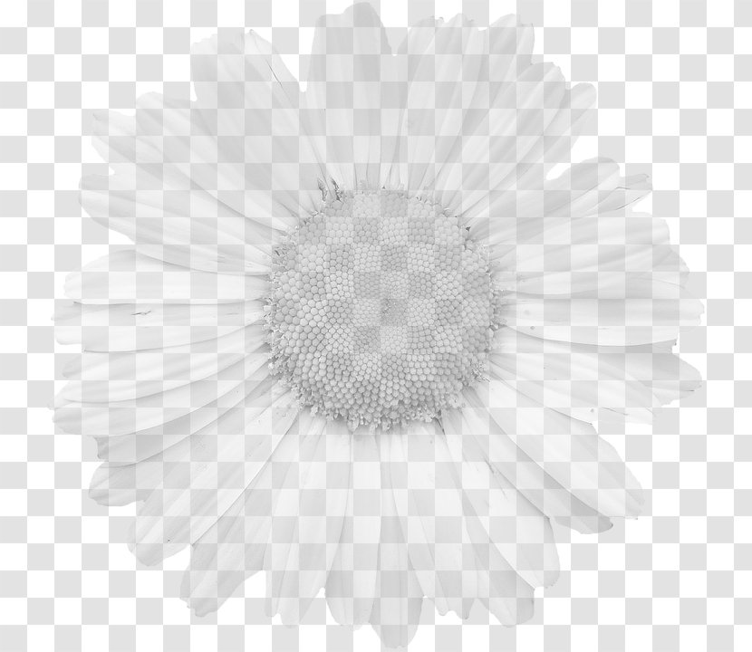 Graphics Flower Stock.xchng Pixabay Petal - Music Download Transparent PNG