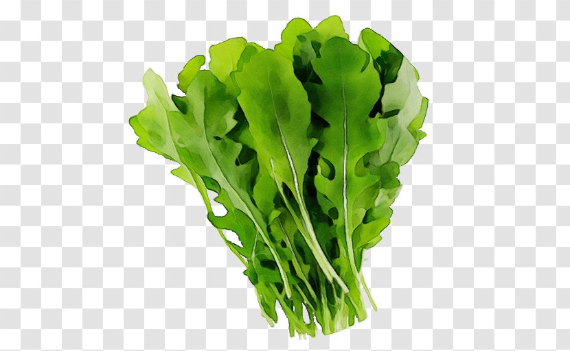 Romaine Lettuce Leaf Leaf Vegetable Lettuce Rapini Transparent PNG