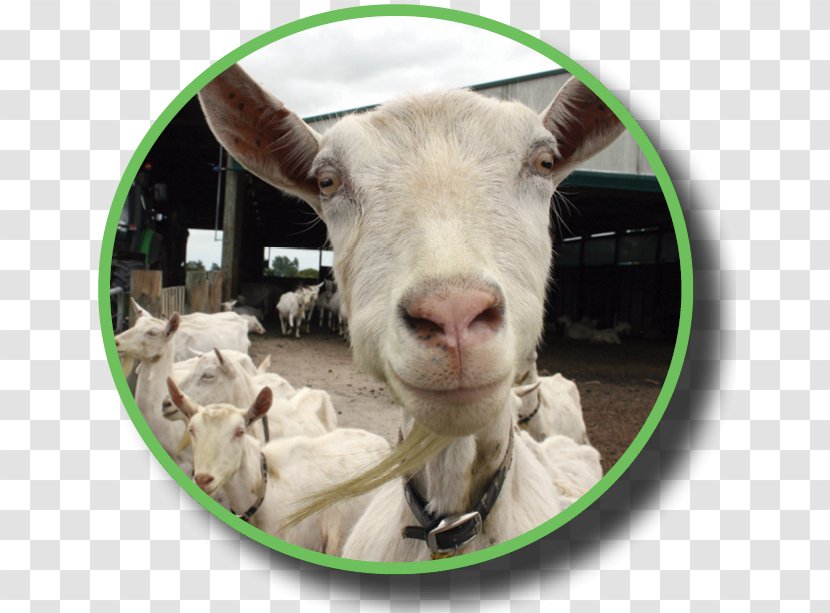 Goat Sheep Industry Dairy Federated Farmers - Cow Family Transparent PNG