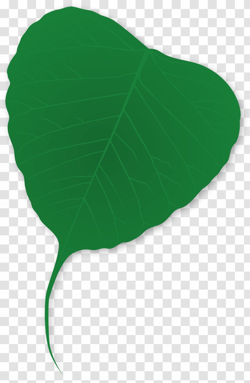 Plant Tree Green Leaf - Ginkgo Biloba - Leaves Transparent PNG