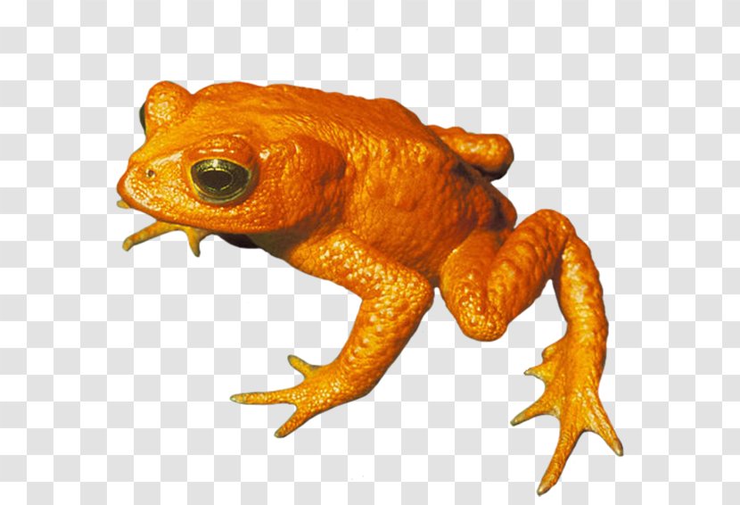 True Frog Golden Toad Amphibian - Tree - Umbrella Transparent PNG