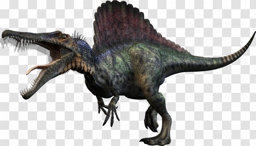Spinosaurus Carnivores: Dinosaur Hunter Tyrannosaurus Giganotosaurus Size - Theropods Transparent PNG
