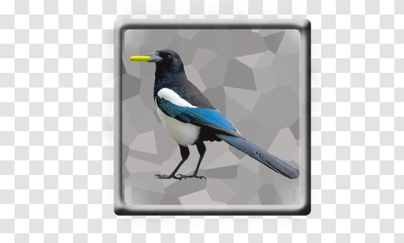 Eurasian Magpie Bird Whinchat Carrion Crow - Songbird Transparent PNG
