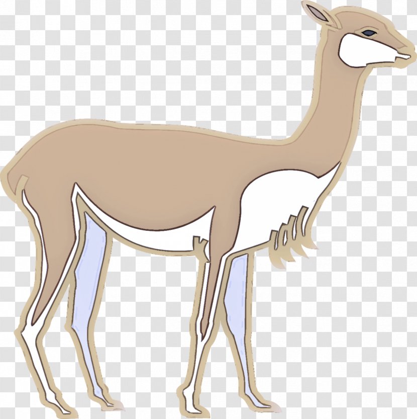 Llama - Animal Figure - Gazelle Antelope Transparent PNG