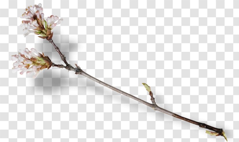 Blossom Fruit Tree Pollination Branch - Digital Image Transparent PNG