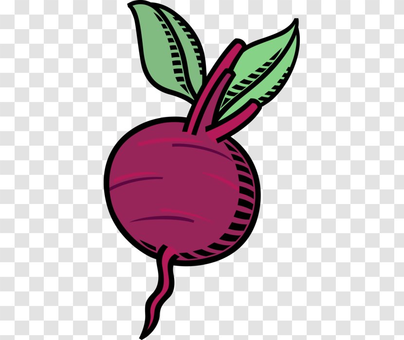 Clip Art Beetroots Image Vector Graphics - Pink - Beets Health Benefits For Women Transparent PNG