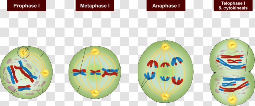 Meiosis Mitosis Interphase Cell Division - Dna Replication Transparent PNG