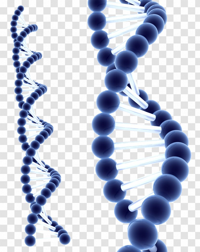 DNA Homo Sapiens Information Cell Biochemistry - Jewelry Making - Dna Transparent PNG