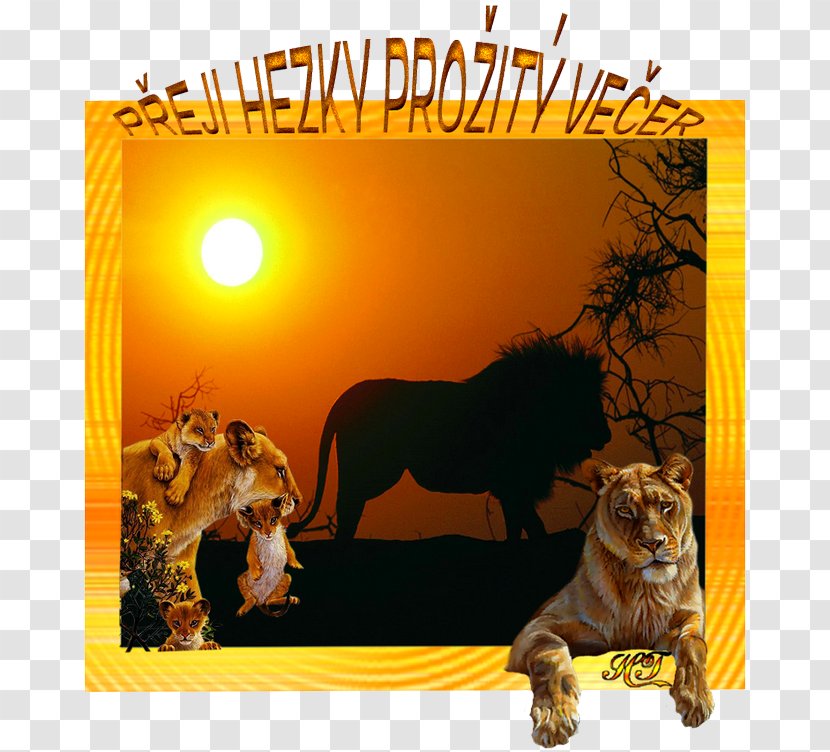 Lion Big Cat Wildlife Fauna - Like Mammal - Country Western Transparent PNG